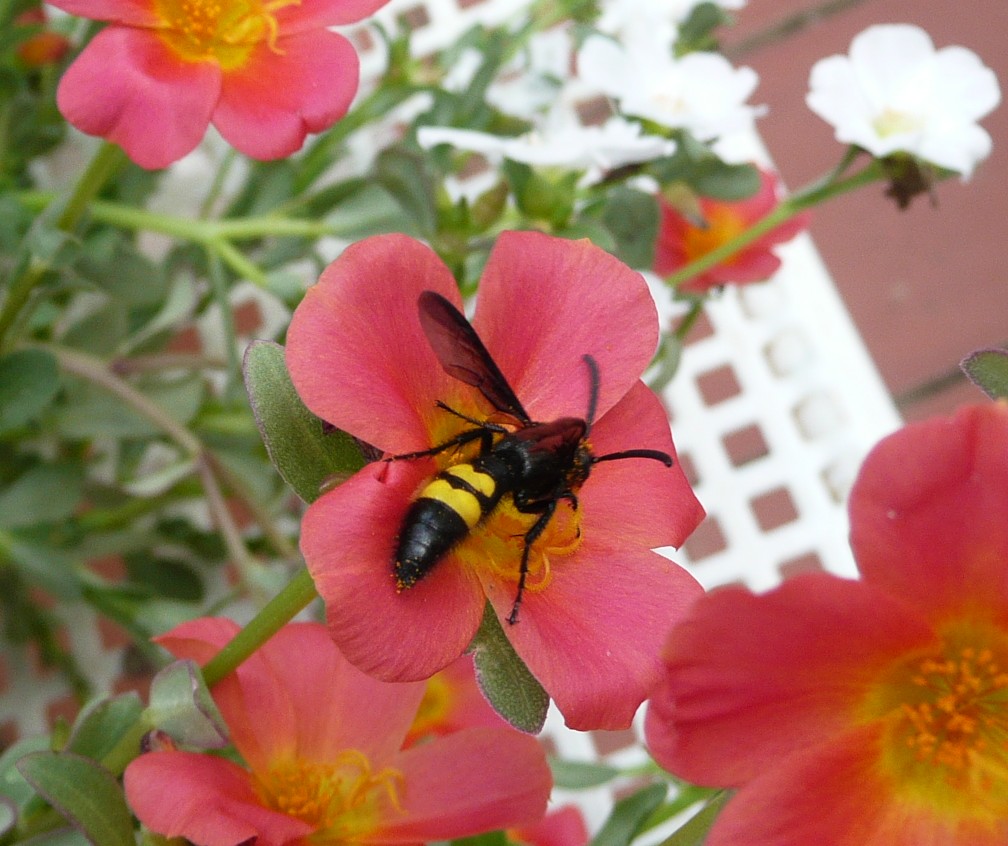 Scolia hirta hirta (Scolidae)